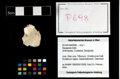 Foto (Objekt + Etikett) von Decapoda indet.  (NHMW-GEO-2014-0194-0698)
